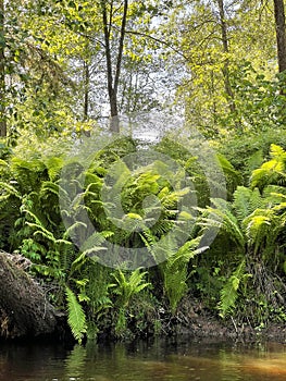 Dense thickets of fern on the river bank