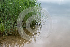 Dense thickets of fresh green reeds reflecting on calm surface of bluish water of the lake in sandy shallow water