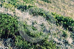 Dense thickets of grass