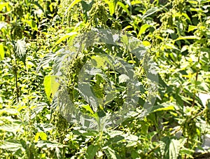 Dense thickets of nettle