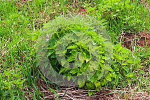 Dense thickets of nettles