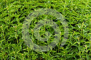 Dense thickets of nettles