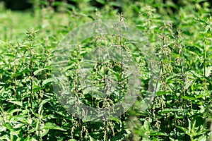 Dense thickets of nettles in nature in summer