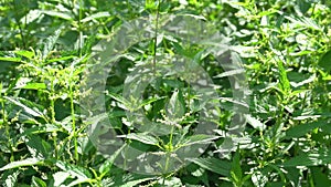 Dense thickets of nettles on a summer day. Slow motion. HD-video.