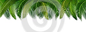 Dense thickets of tropical green palm leaves on top of the picture. Place for advertisement, announcement. illustration