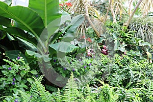 Dense thickets of tropical plants in the greenhouse