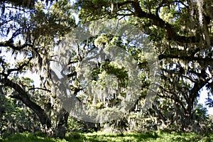 Dense tree canopy covered in Spanish Moss (Tillandsia usneoides)