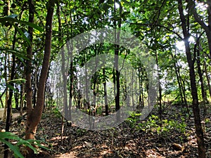 Dense tree cover in a tropical forest in Asia