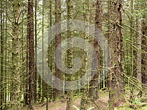 Dense tree trunks in the Argyll Forest Park, Scotland