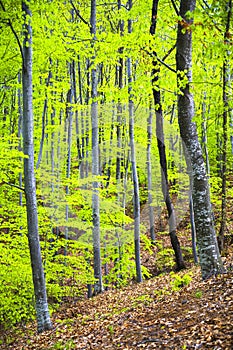 Dense trees photo