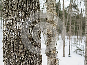 Dense Trees in New England Forest in Winter