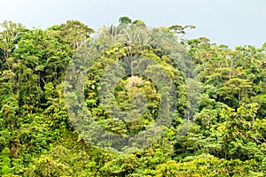 Dense Tropical Forest In Ecuadorian Amazonia