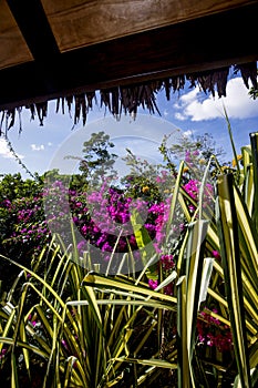 Dense tropical garden