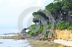 Dense Tropical Littoral Green Forest with Tall Manilkara Littoralis Trees at Sea Coast - Andaman Nicobar Islands, India photo