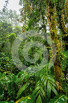 Dense Tropical Rain Forest, Santa Elena, Costa rica