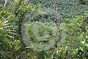 A dense tropical rainforest and bamboo forest viewed from a lookout on the Waikamoi Nature Trail, in Haiku