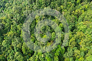 Dense tropical rainforest in Malaysia