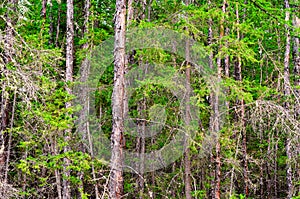 Dense trunks of trees of firs and pines of the Yakut Northern forest.