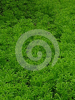 Dense undergrowth of fresh green bedstraw Galium photo