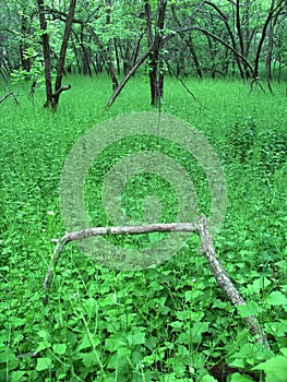 Dense understory - Illinois photo