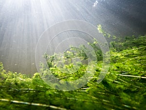 Dense underwater watermilfoil vegetation with sunrays