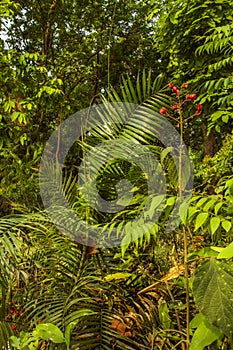 Dense vegetation in Bardia National Park, Nepal