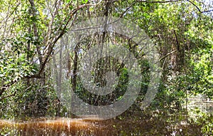 Dense Vegetation On Cuyabeno River