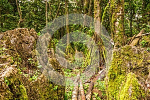 Dense Vegetation In Humid Climate