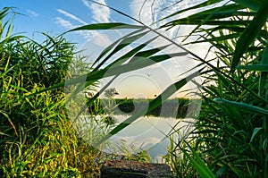 Dense vegetation on lake shore