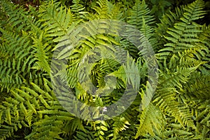 Dense vegetation of long, fresh and bright green leaves of fern, covering the ground in spring forest background