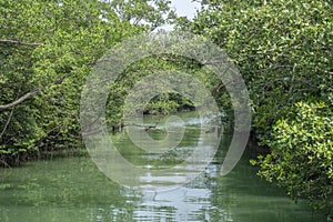 Dense vegetation over the River