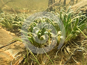 Dense vegetation of water lobelia plant with bottom leaves