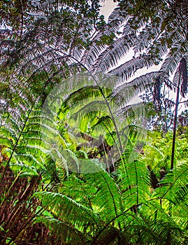 Dense vegitation of fern Hawaii