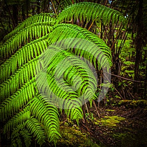 Dense vegitation fern huge big forest photo