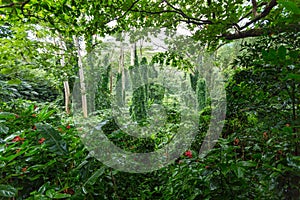 Dense verdant green tropical rainforest vegetation