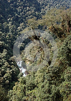 Dense Verdant Kanchenjunga National Park