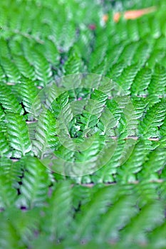 Dense vibrant green fern leaves in a natural outdoor setting photo