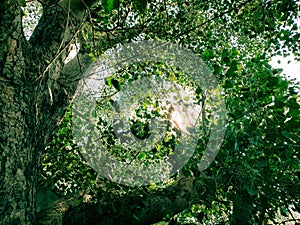 Dense view of forest tree