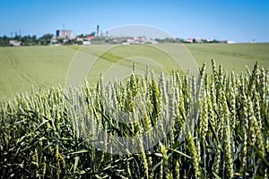 Dense wheat with full grain, maturing spikes on the background of the field and the sky