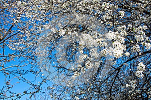 Dense white cherry blossom against the background of blue sky.