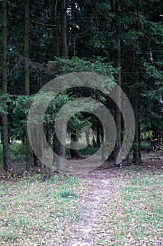 Dense wild pine forest. Impervious thicket. Summer