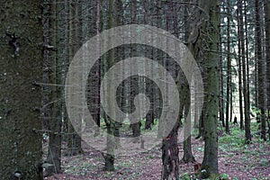 Dense wild pine forest. Impervious thicket. Summer