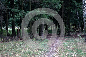 Dense wild pine forest. Impervious thicket. Summer