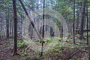 Dense wilderness forest in coastal Maine