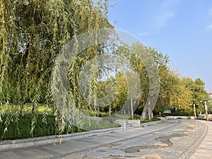 Dense willow trees and clear sky