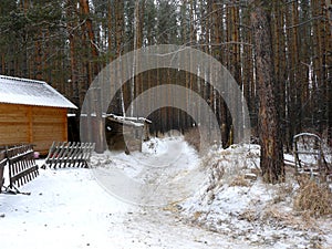 Dense winter forest and trail