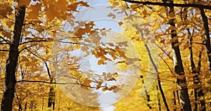 Dense woods with thick canopies in sunny fall weathe. Perspective up view of autumn forest with bright orange and yellow leaves