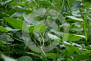 dense young green bean plants in the yard