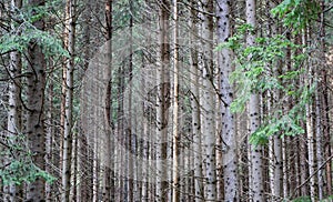 Dense young pine forest close up shot