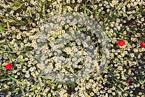 Densely arranged white-yellow flowers of odorless chamomile photographed from above. Photo suitable as wall decoration in the